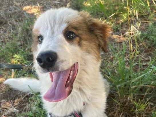 Vuoi adottare un cane a Padova?