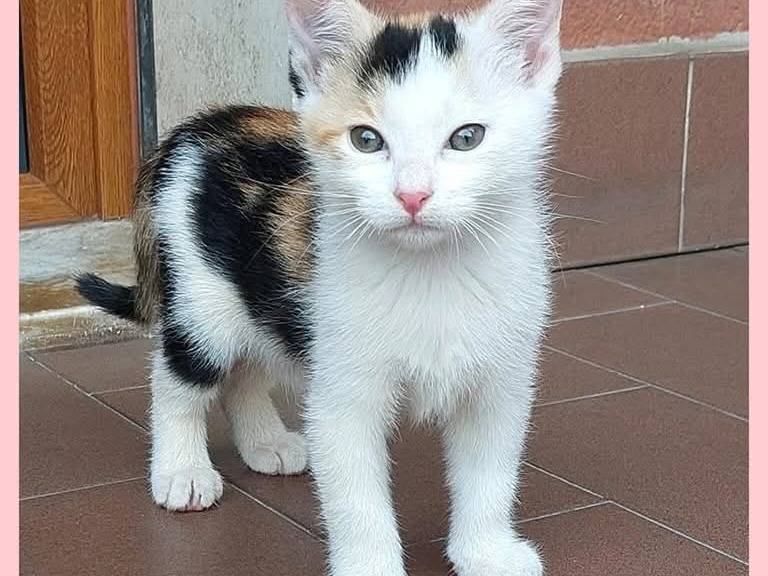 Foto 1 dell'animale