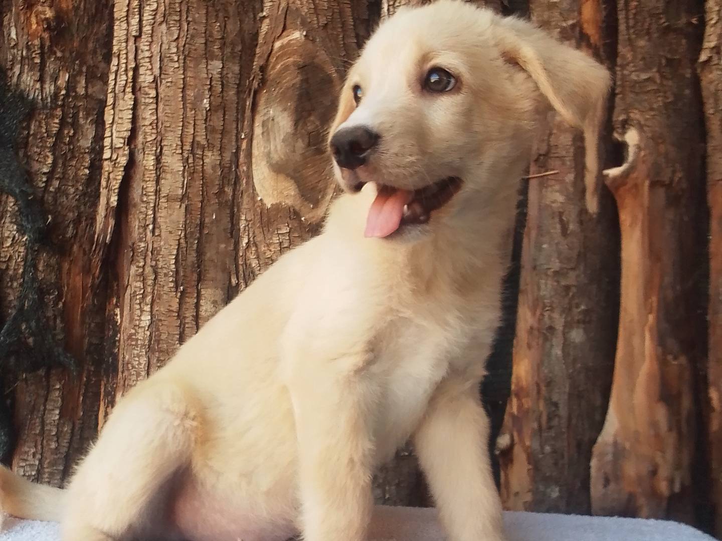 Adotta un cane, maschio, 3 mesi, Firenze