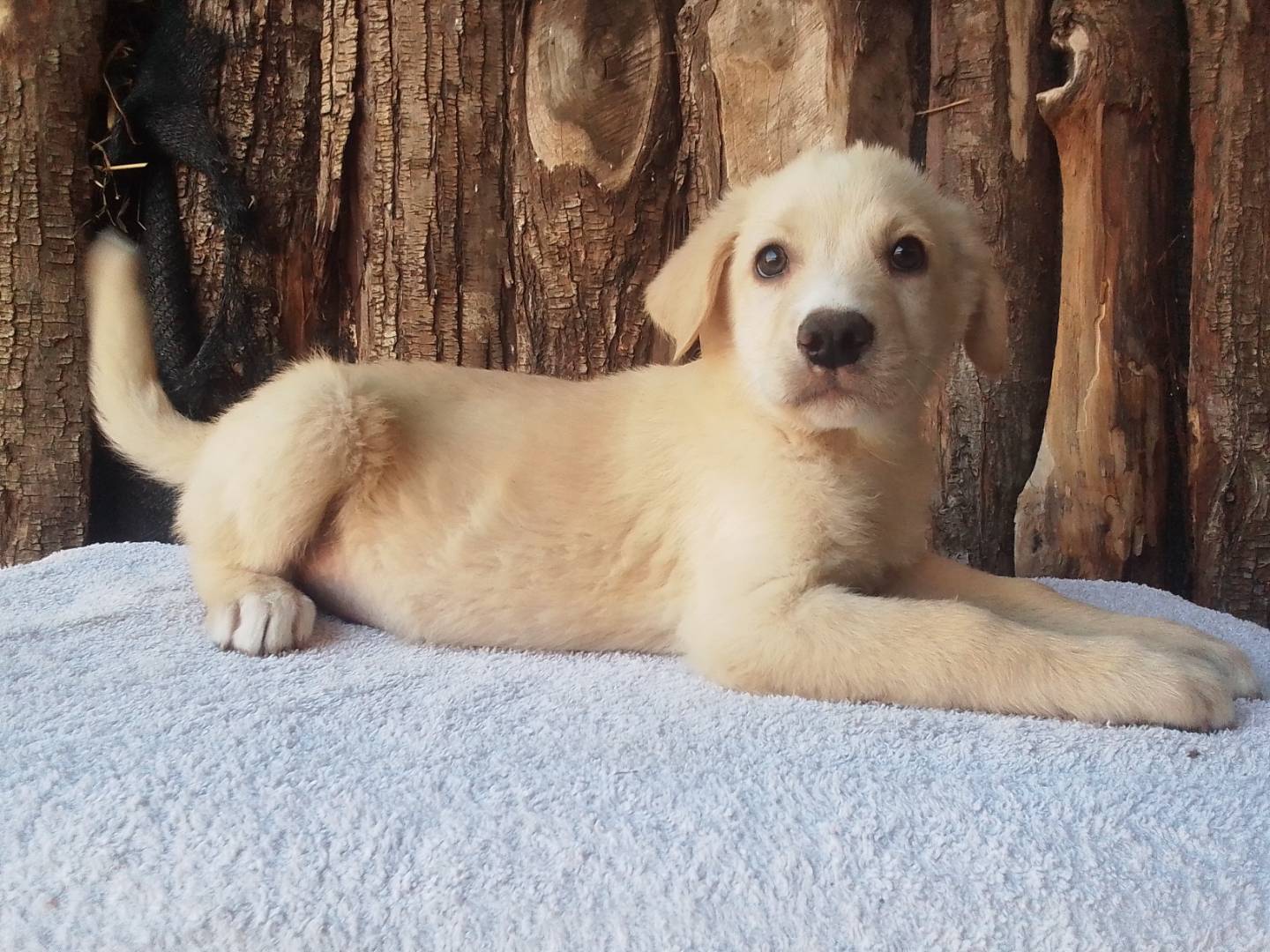 Adotta un cane, taglia media, maschio, Firenze