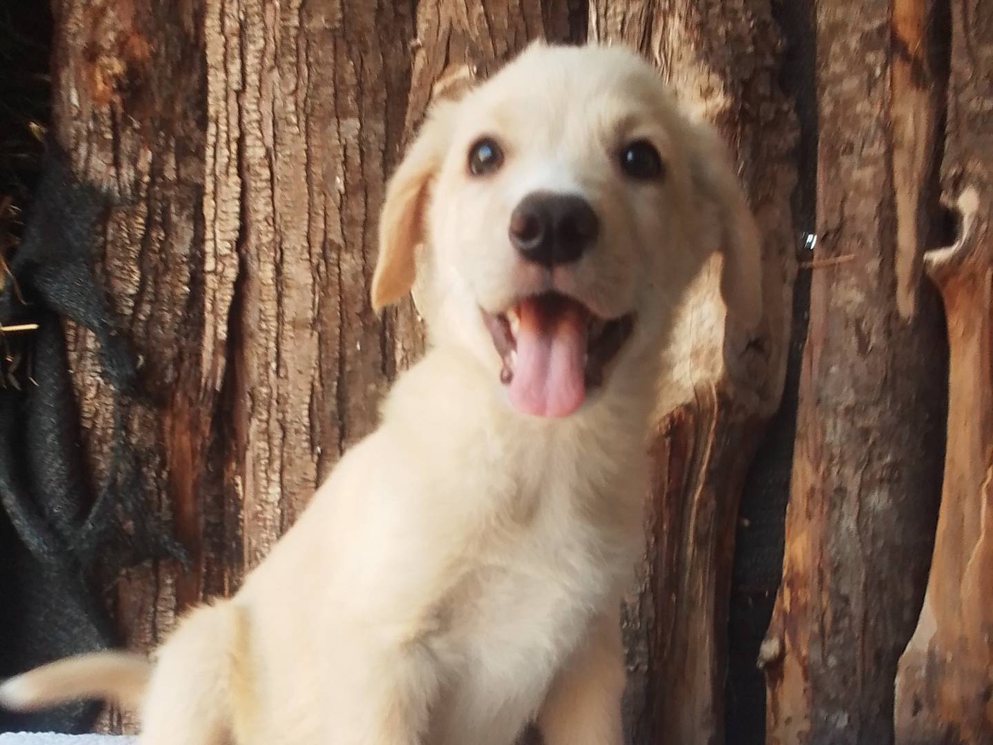 Vuoi adottare un cane a Firenze?