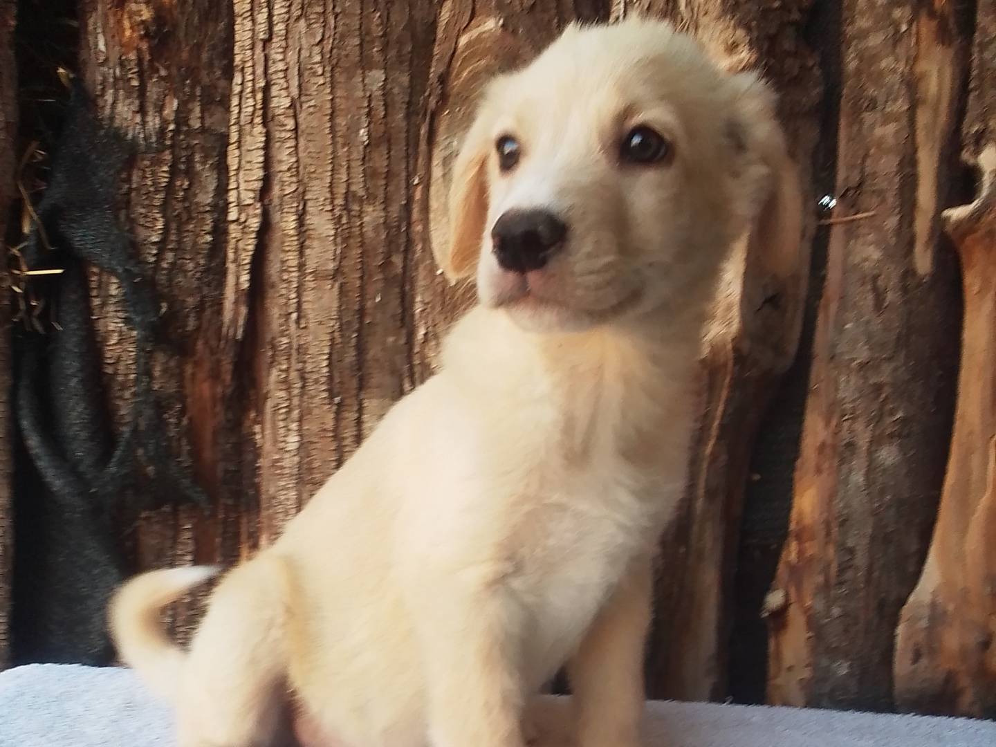 Adotta un cane, taglia media, maschio, Torino