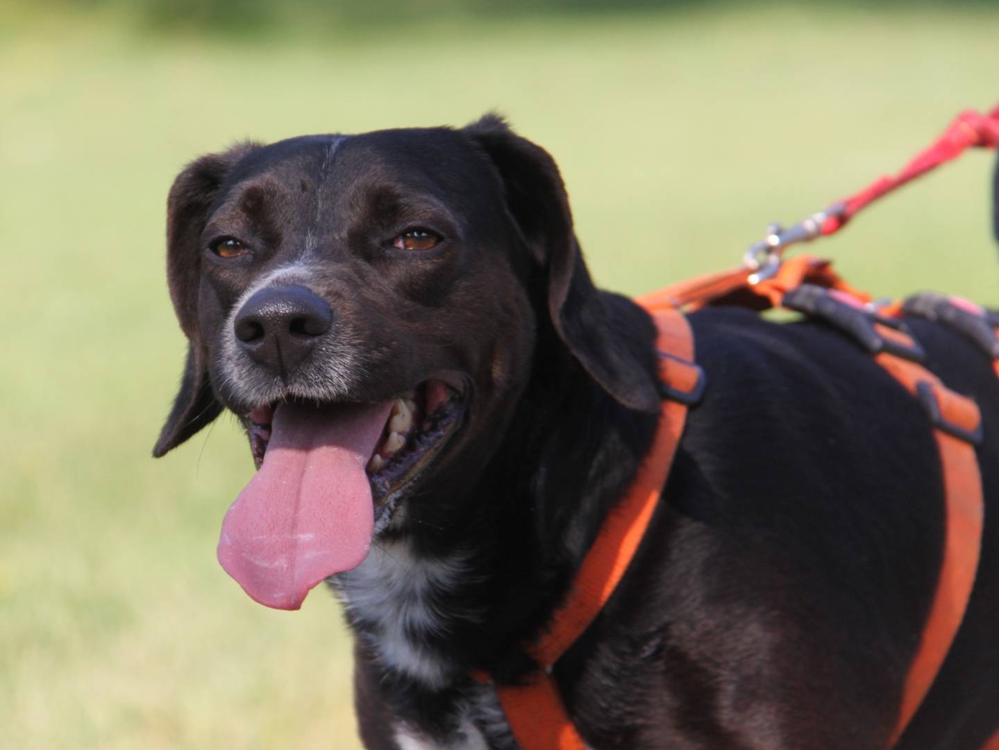 Adotta un cane, maschio, 3 anni  e 3 mesi , Milano