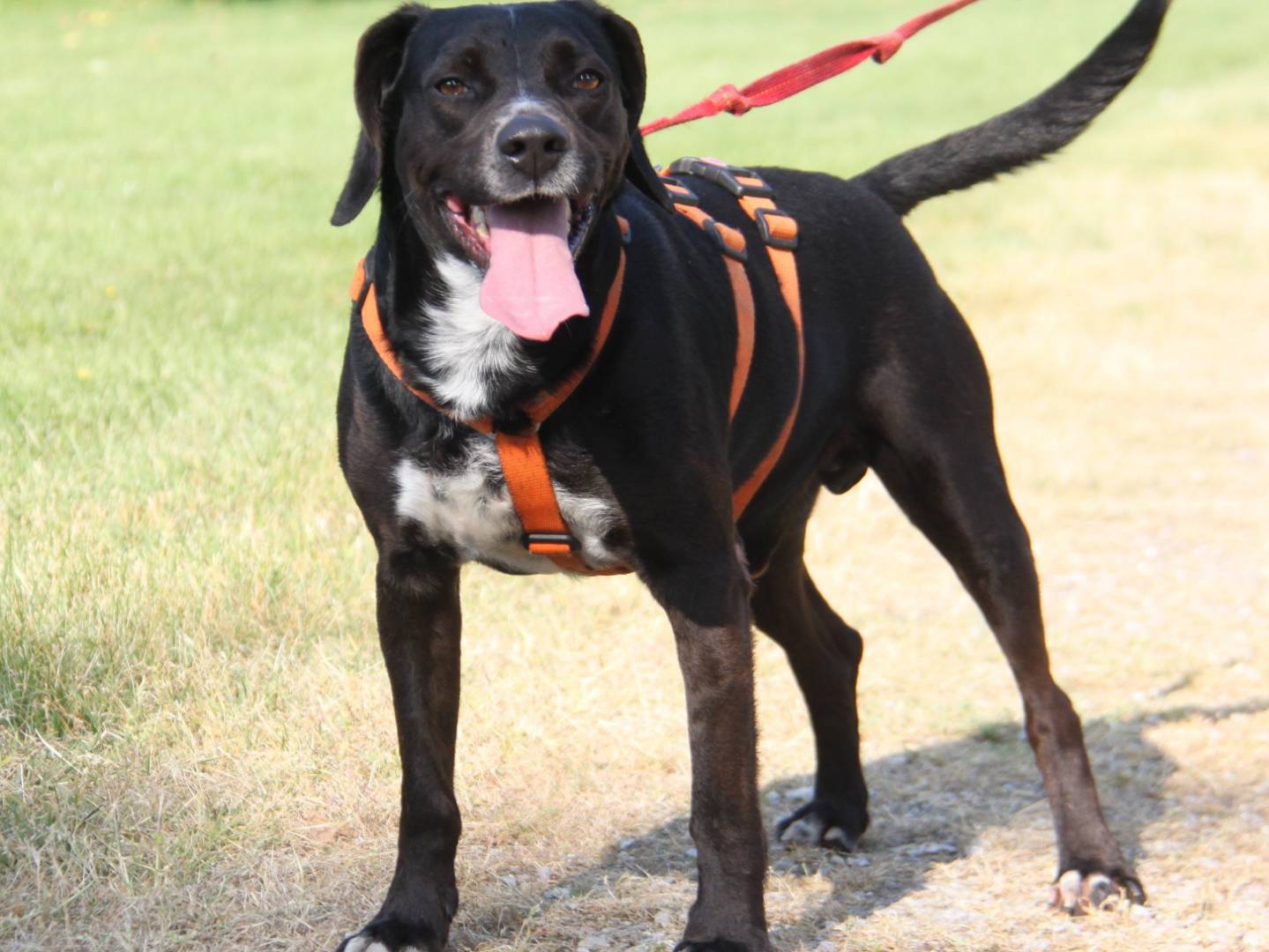 Adotta un cane, taglia media, maschio, Milano