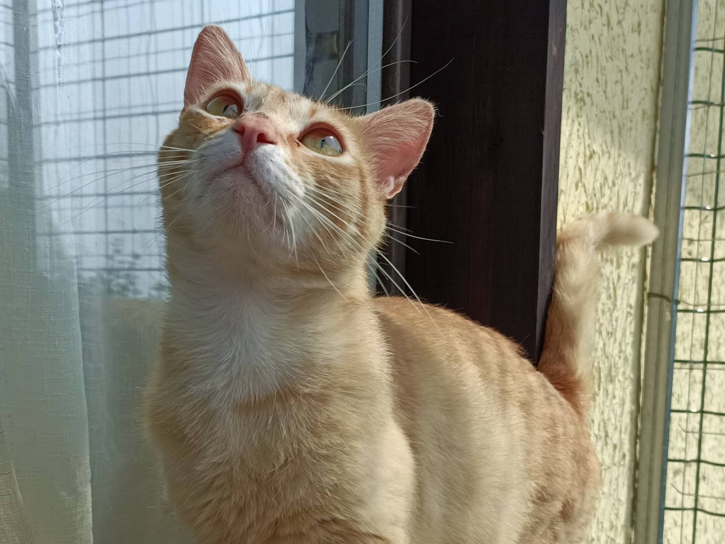 Foto dell'animale