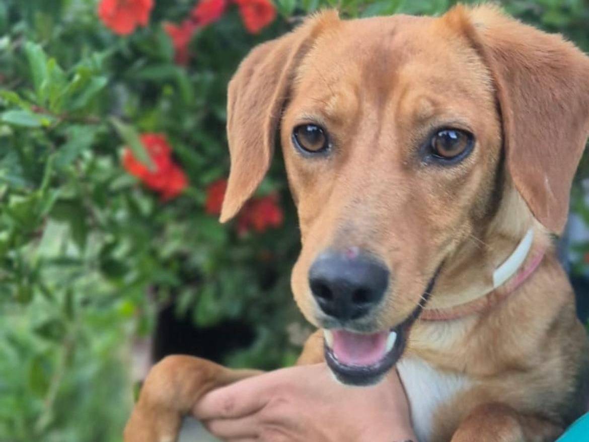 Vuoi adottare un cane a Parma?