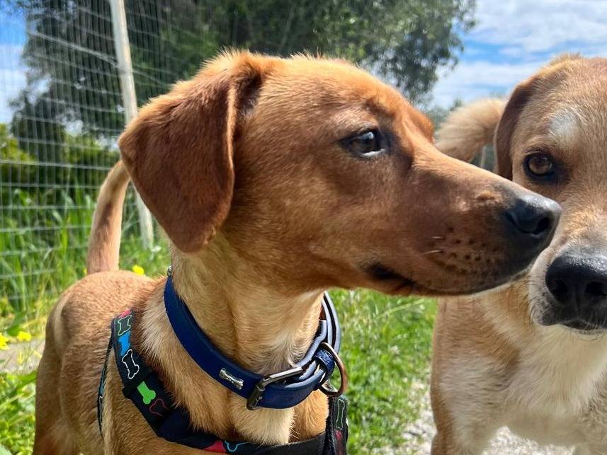 Adotta il cane BELLA  a Parma