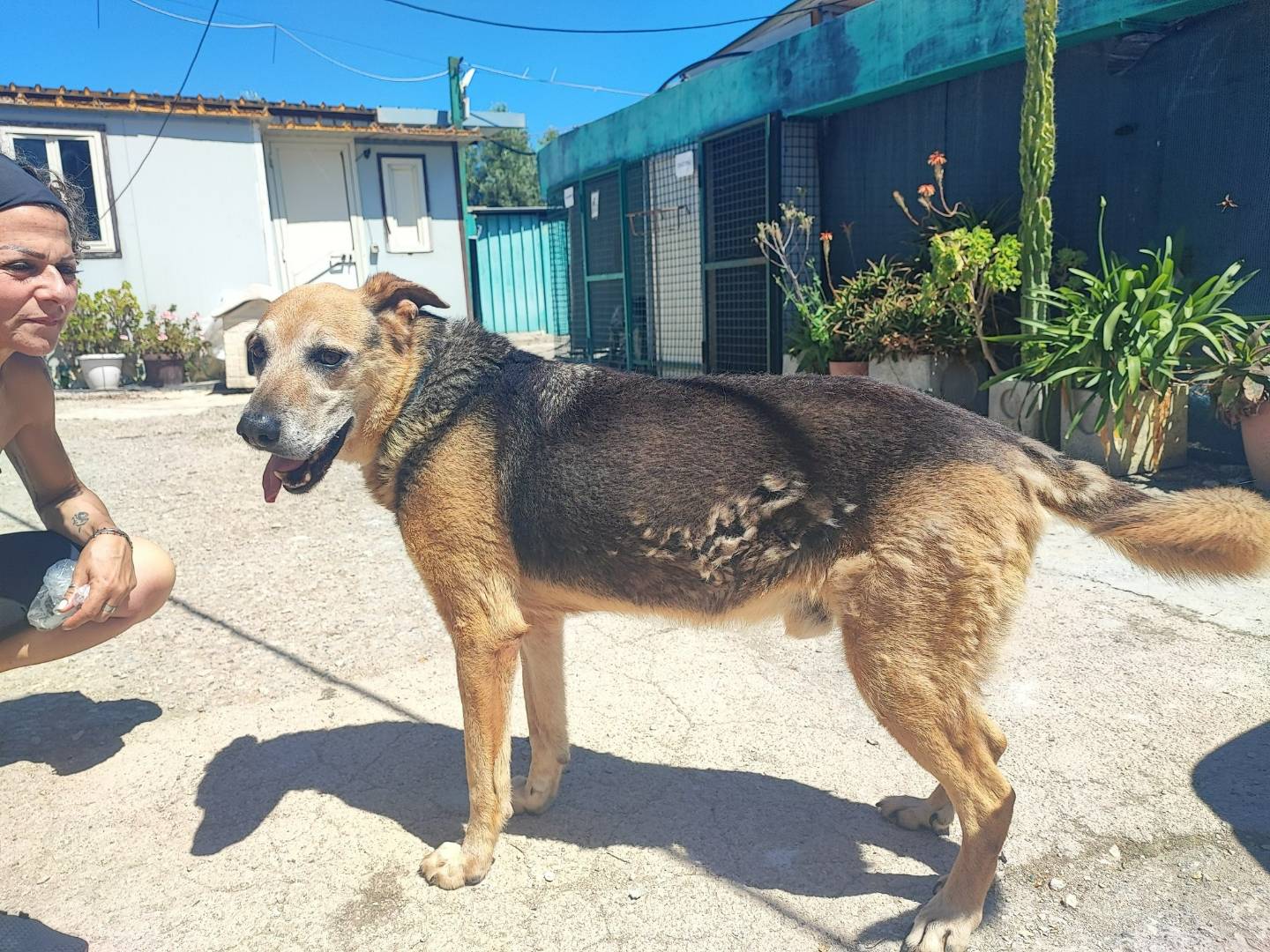Adotta un cane, taglia grande, maschio, Napoli