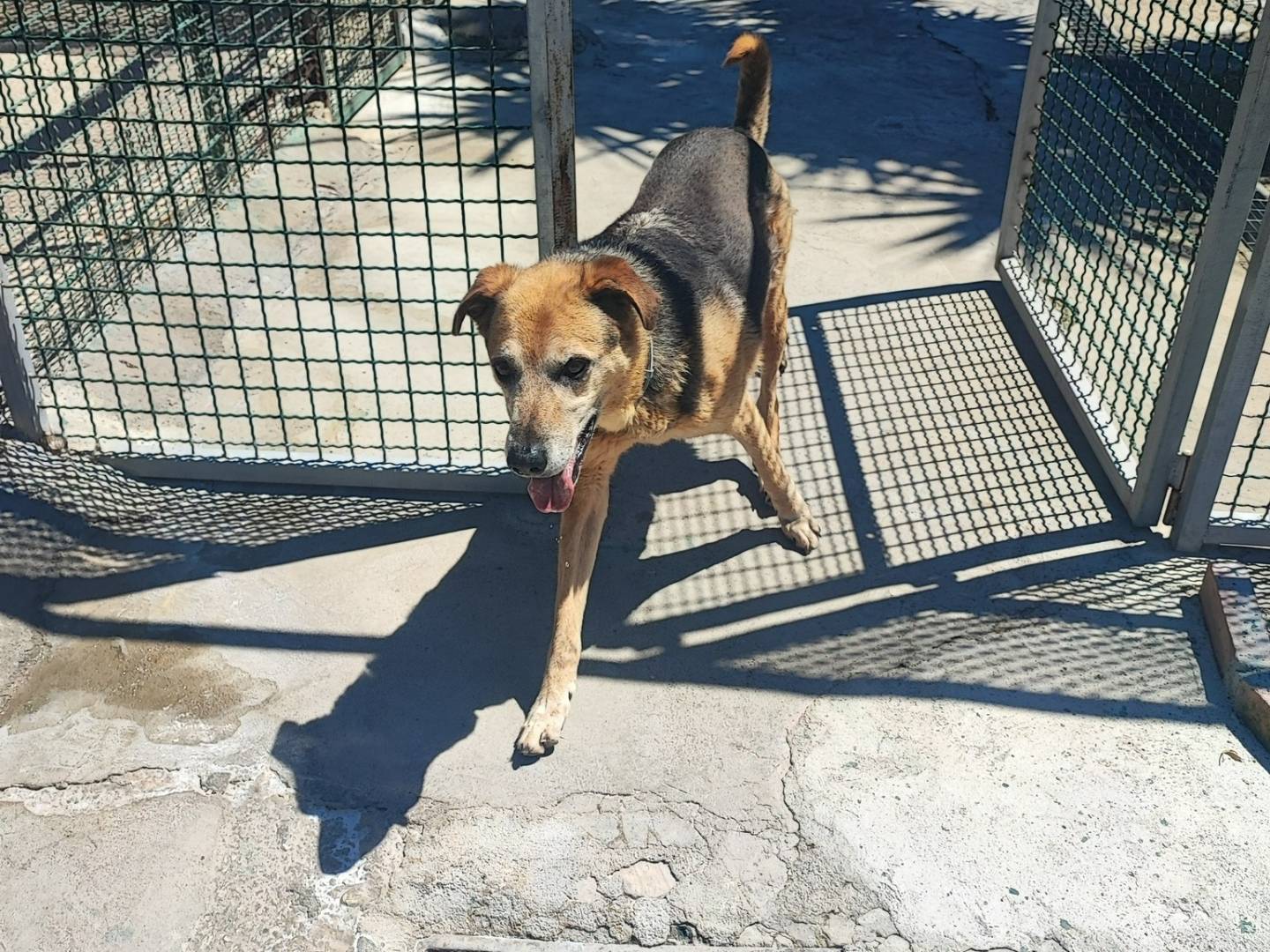 Adotta il cane Bryson a Napoli