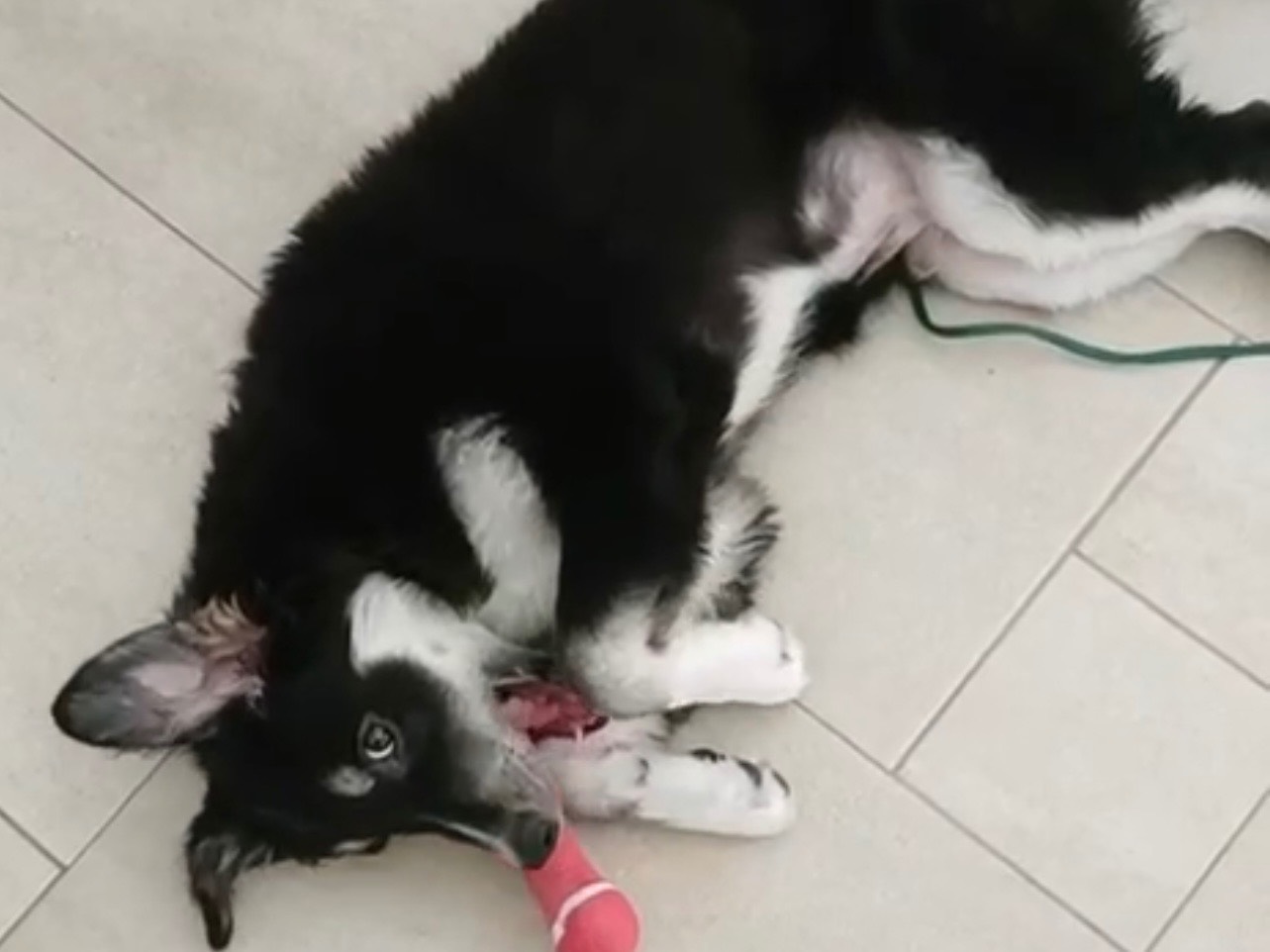 Adotta un cane, maschio, 4 mesi, Lecce
