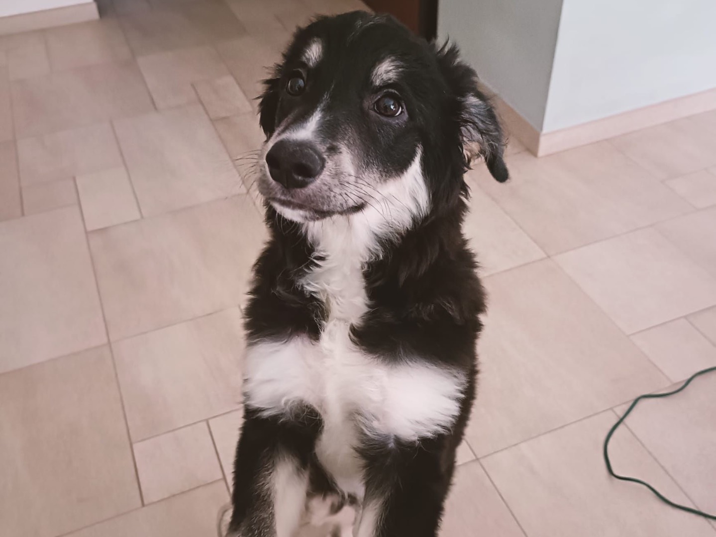 Adotta un cane, taglia grande, maschio, Lecce