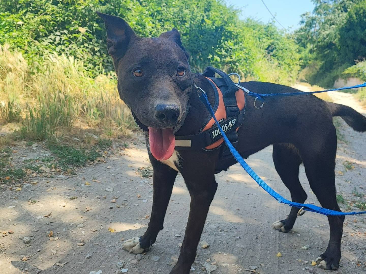 Adozione cane, femmina, Razza sconosciuta Razza sconosciuta, 3 anni e 1 mese, taglia media contenuta, Napoli