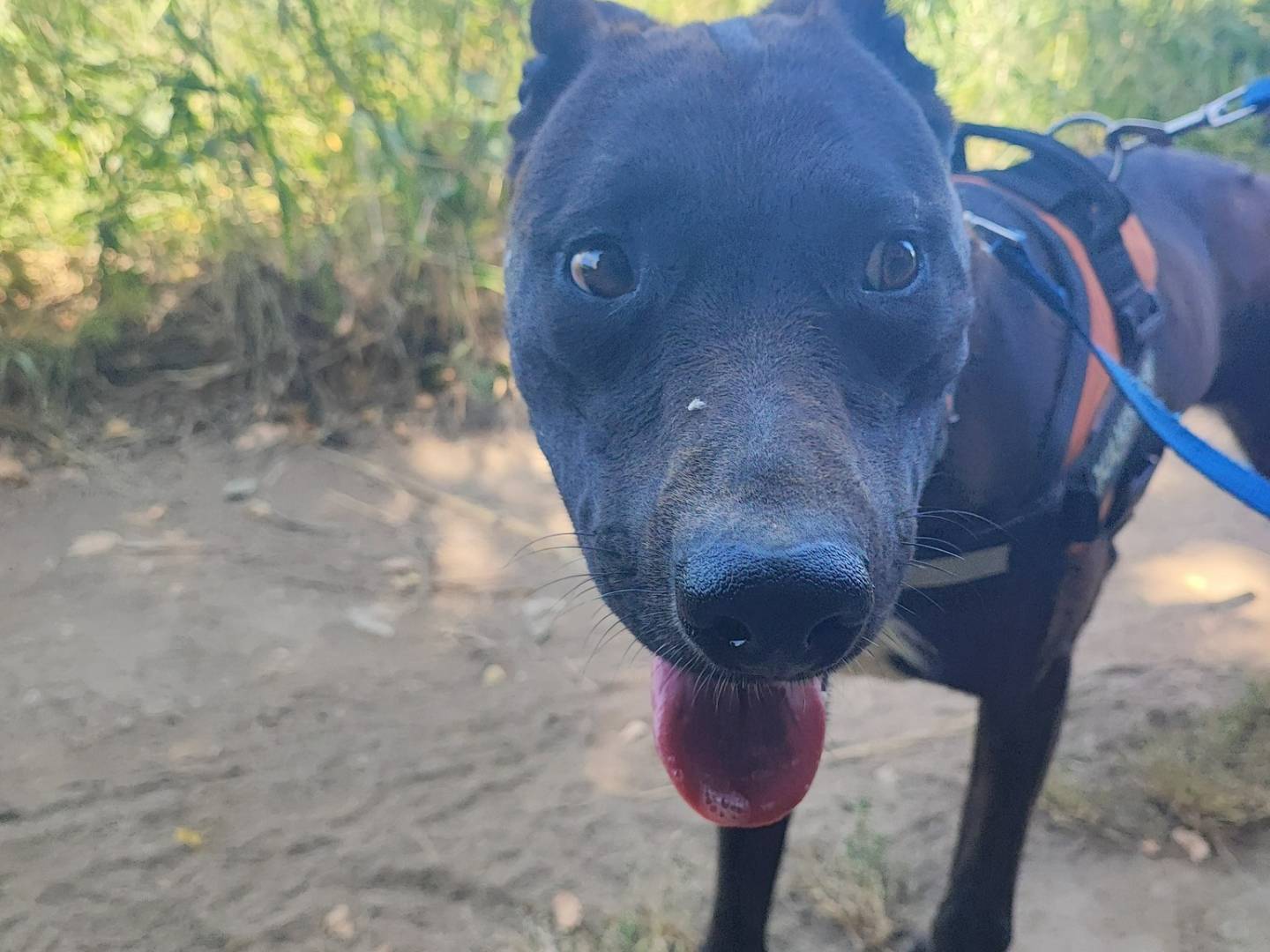 Adotta un cane, femmina, 3 anni e 1 mese, Napoli