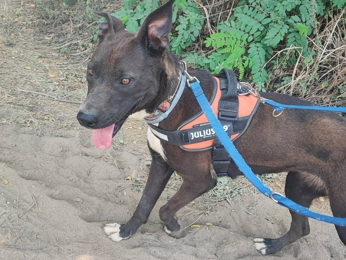 Adotta un cane, taglia media contenuta, femmina, Napoli