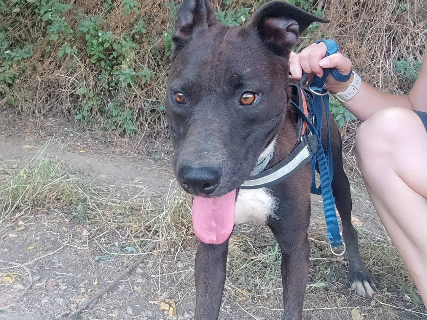 Vuoi adottare un cane a Napoli?