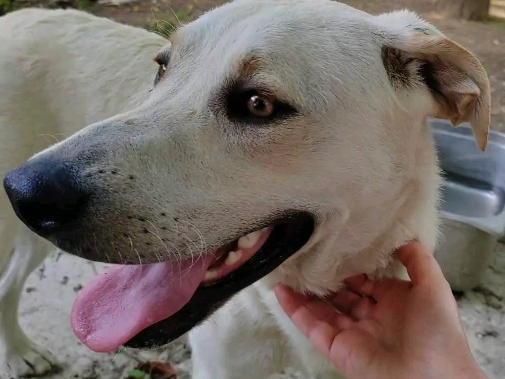 Foto dell'animale