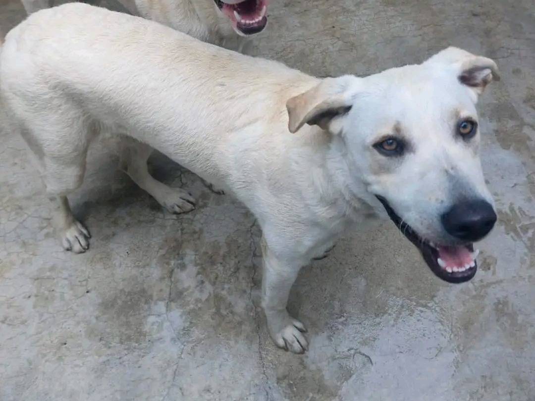 Adotta un cane, femmina, 8 mesi, Cremona