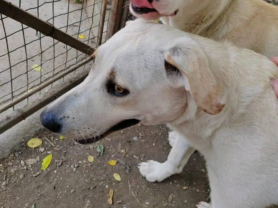 Adotta un cane, taglia media, femmina, Cremona