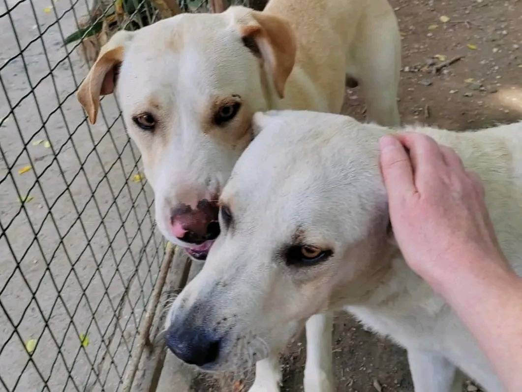 Vuoi adottare un cane a Cremona?
