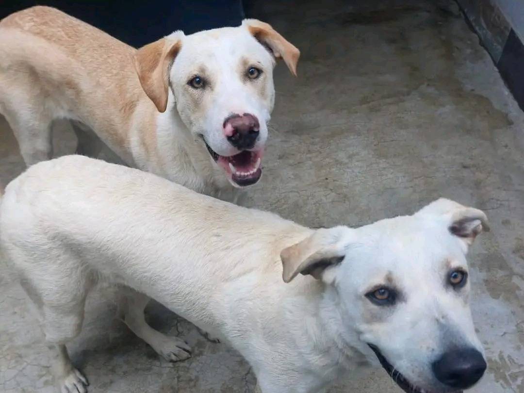 Vuoi adottare un cane a Cremona?