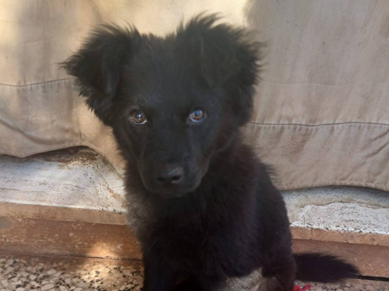 Vuoi adottare un cane a Bari?