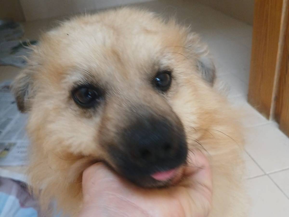 Adotta un cane, maschio, 2 anni  e 7 mesi , Bari