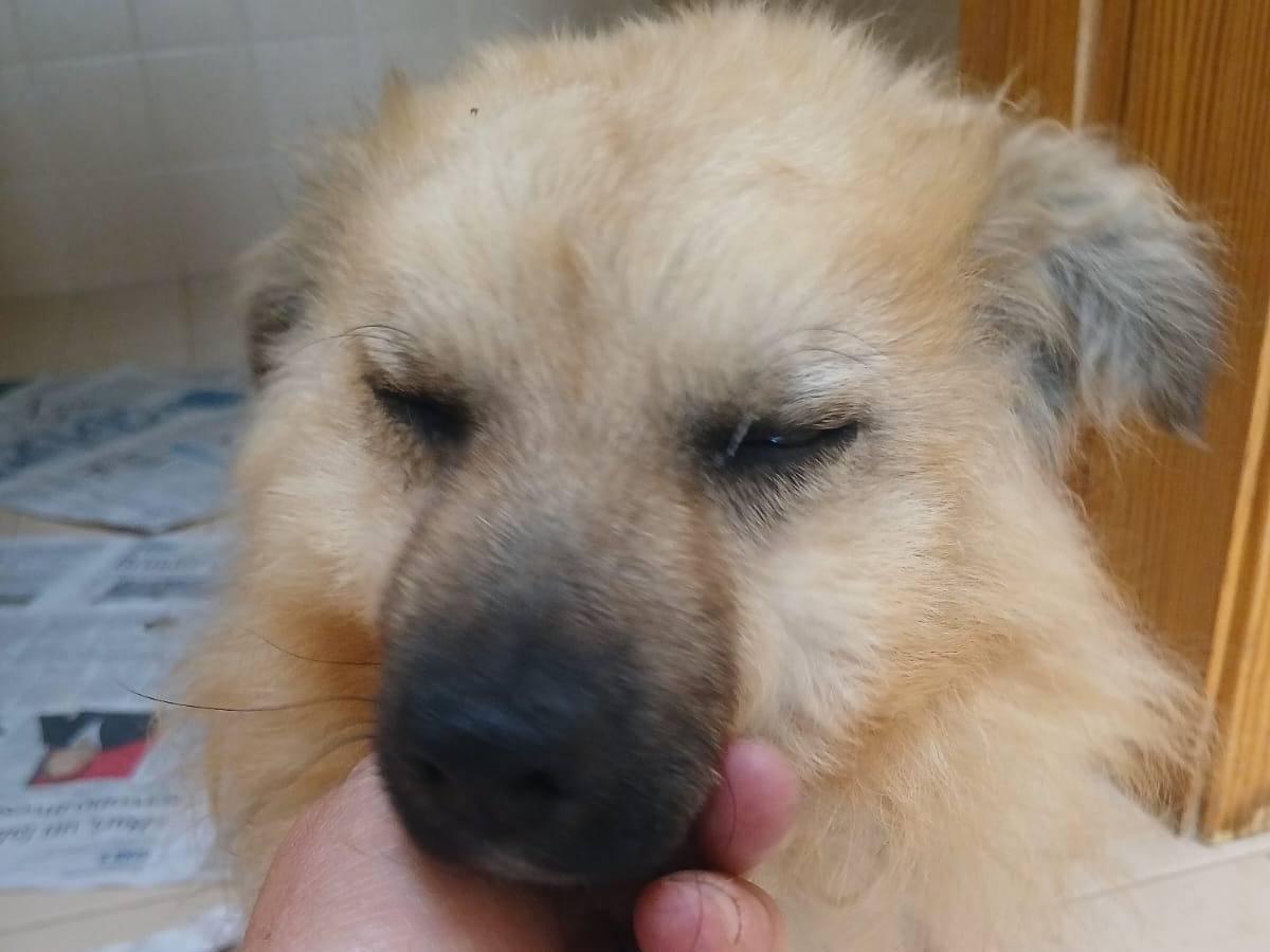 Adotta un cane, taglia piccola, maschio, Bari