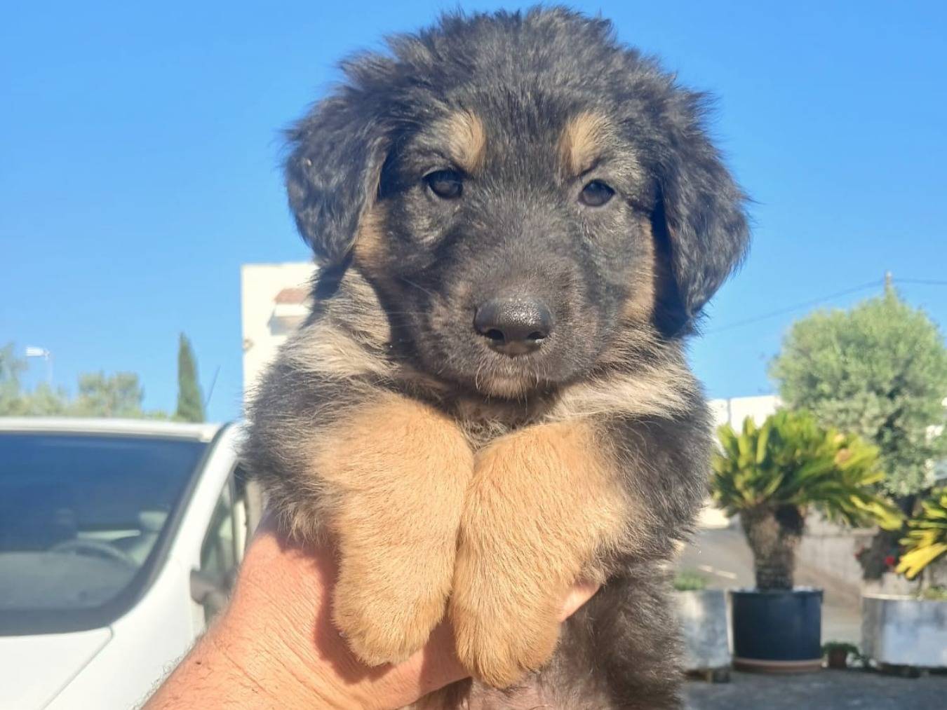 Vuoi adottare un cane a Bari?