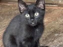 Adozione gatto, maschio, Razza sconosciuta Razza sconosciuta, 3 mesi, taglia non valida, Torino