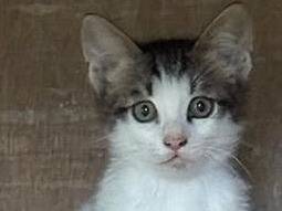 Foto 1 dell'animale