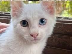 Foto dell'animale
