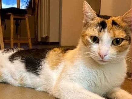 Adotta un gatto, taglia non valida, femmina, Torino