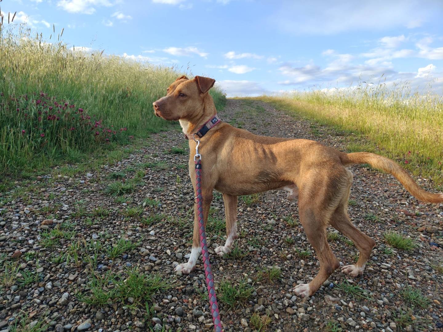 Adotta un cane, maschio, 1 anno e 3 mesi , Pisa