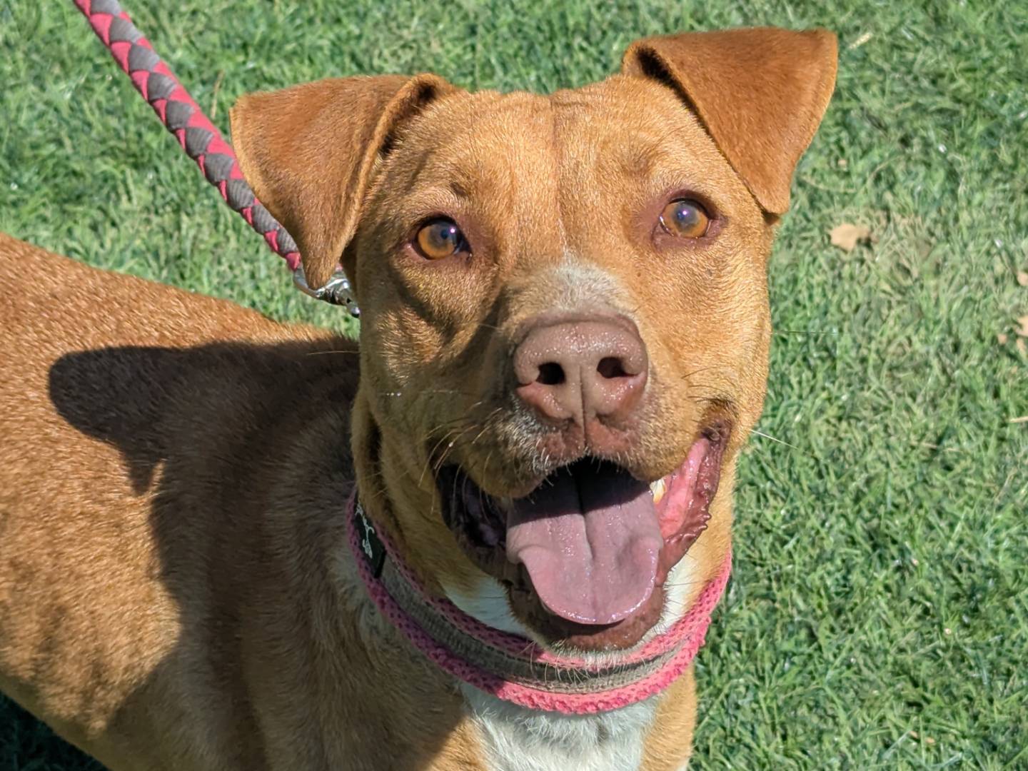 Adotta un cane, taglia media, maschio, Pisa