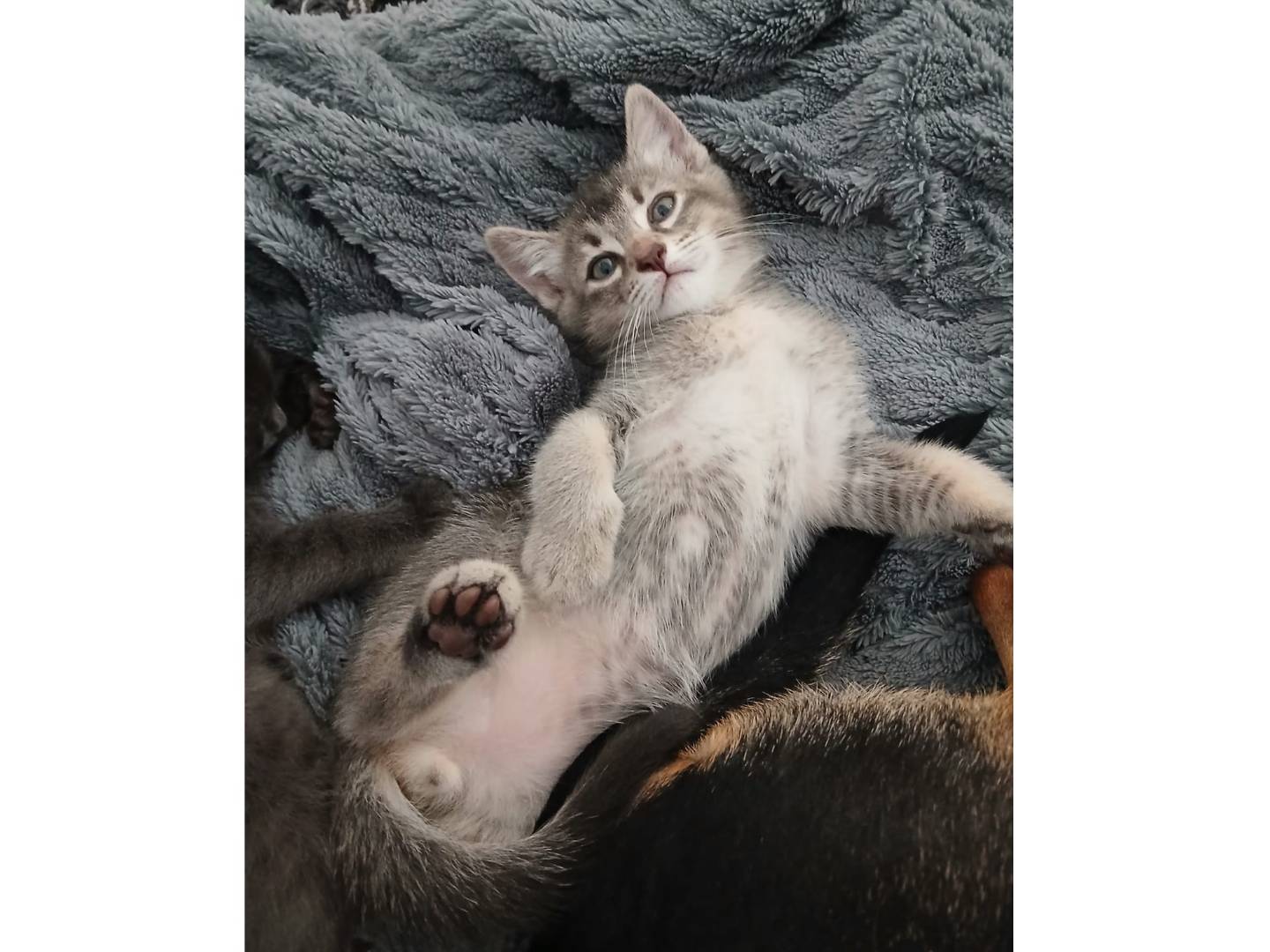 Adozione gatto, maschio, Certosino  Razza sconosciuta, 2 mesi, taglia non valida, Milano
