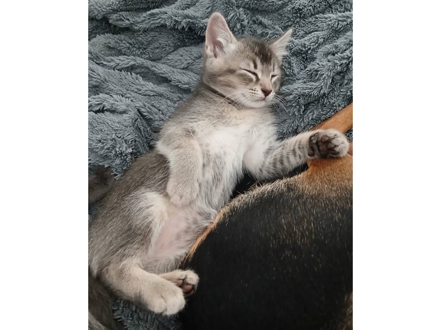 Adotta un gatto, maschio, 2 mesi, Milano