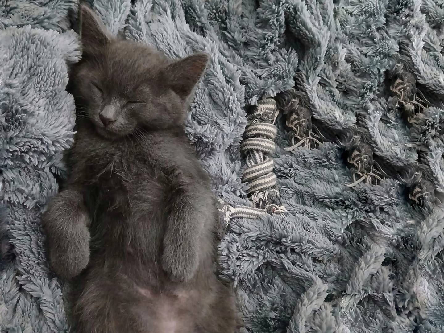 Adozione gatto, maschio, Certosino  Razza sconosciuta, 2 mesi, taglia non valida, Milano