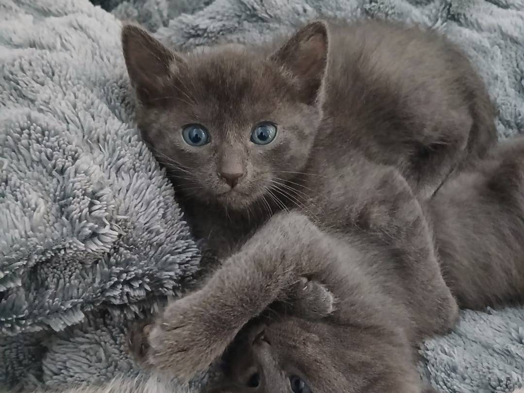 Adotta un gatto, maschio, 2 mesi, Milano