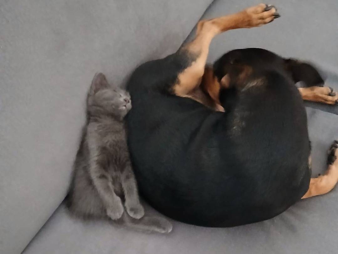 Adotta un gatto, taglia non valida, maschio, Milano