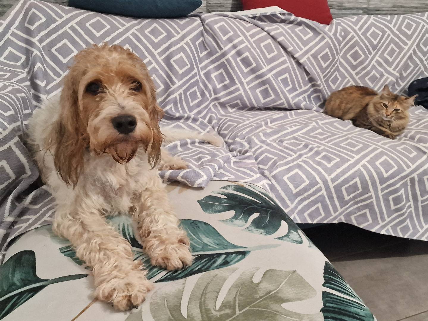 Adotta un cane, taglia media, maschio, Milano