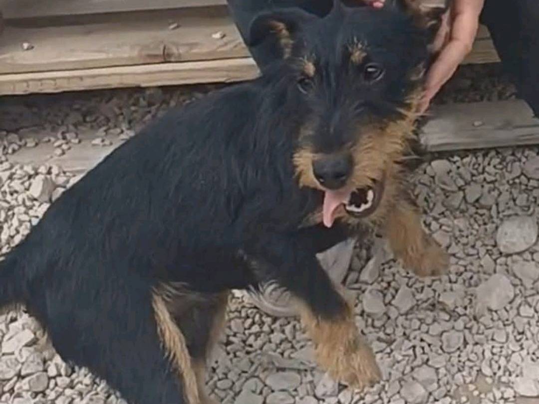 Foto dell'animale