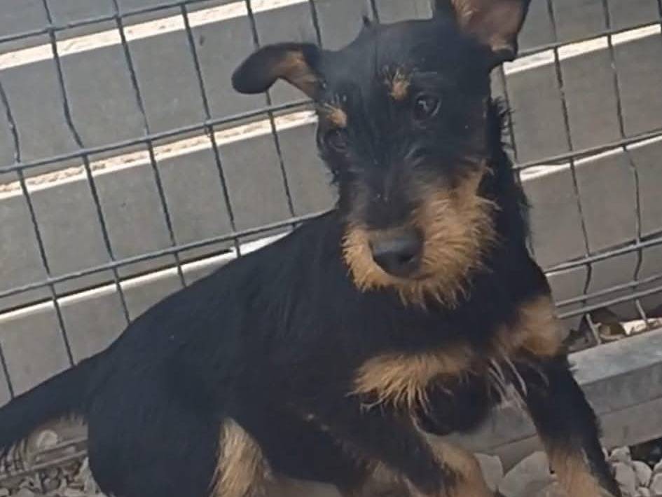Adotta un cane, taglia piccola, femmina, Ragusa