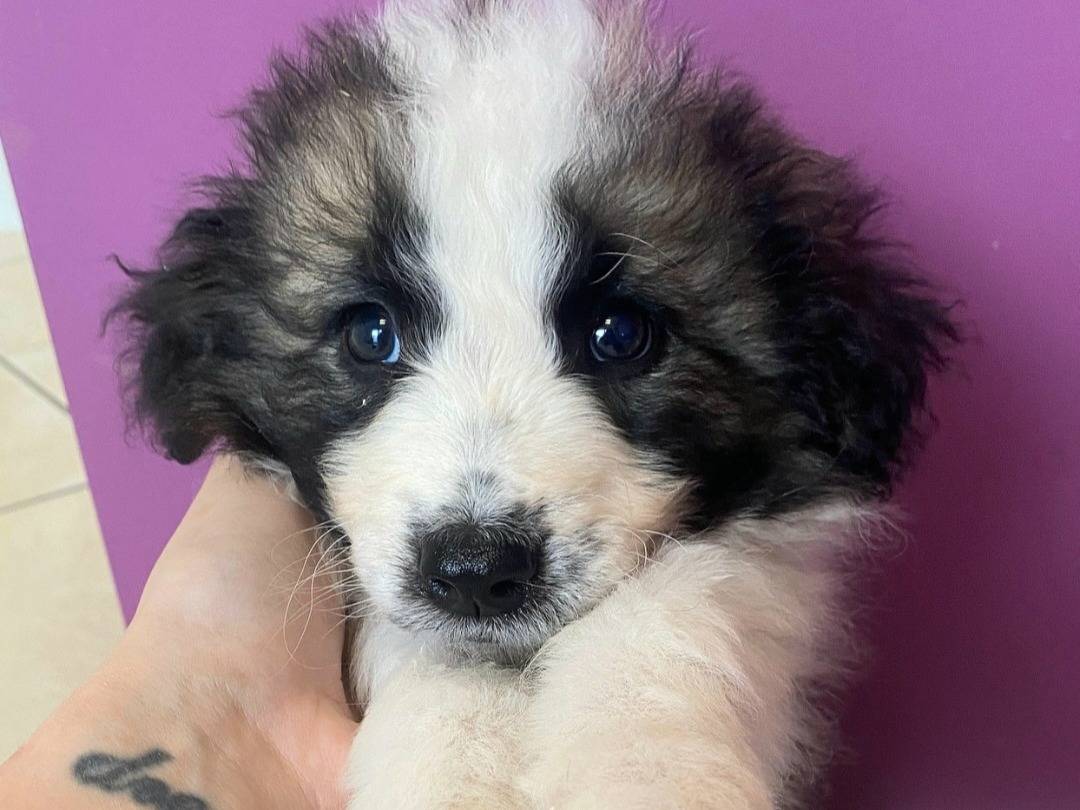 Adotta un cane, maschio, 2 mesi, Teramo