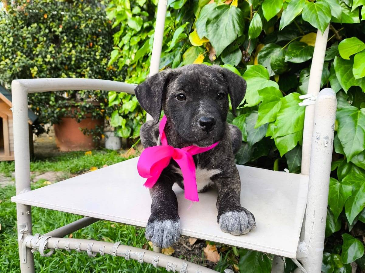 Adotta un cane, femmina, 3 mesi, Salerno