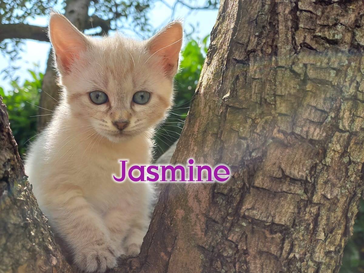 Adotta un gatto, taglia non valida, maschio, Vicenza