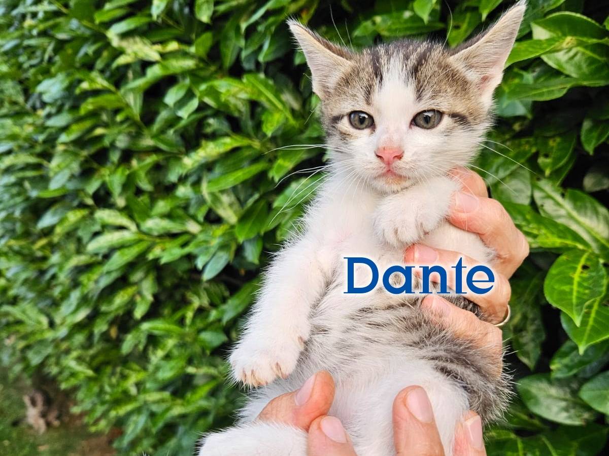 Foto dell'animale