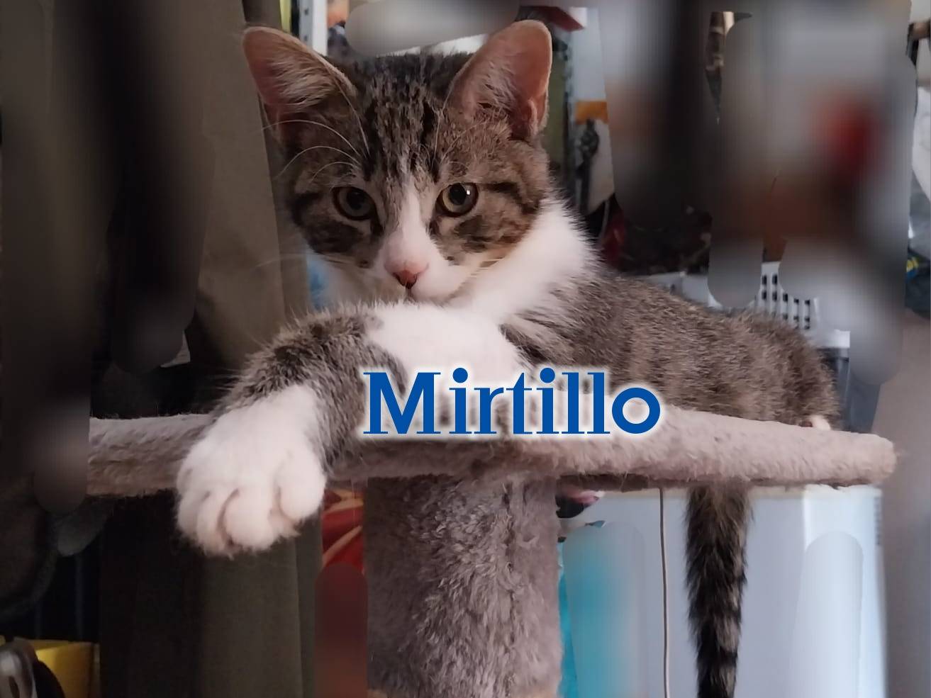 Foto dell'animale