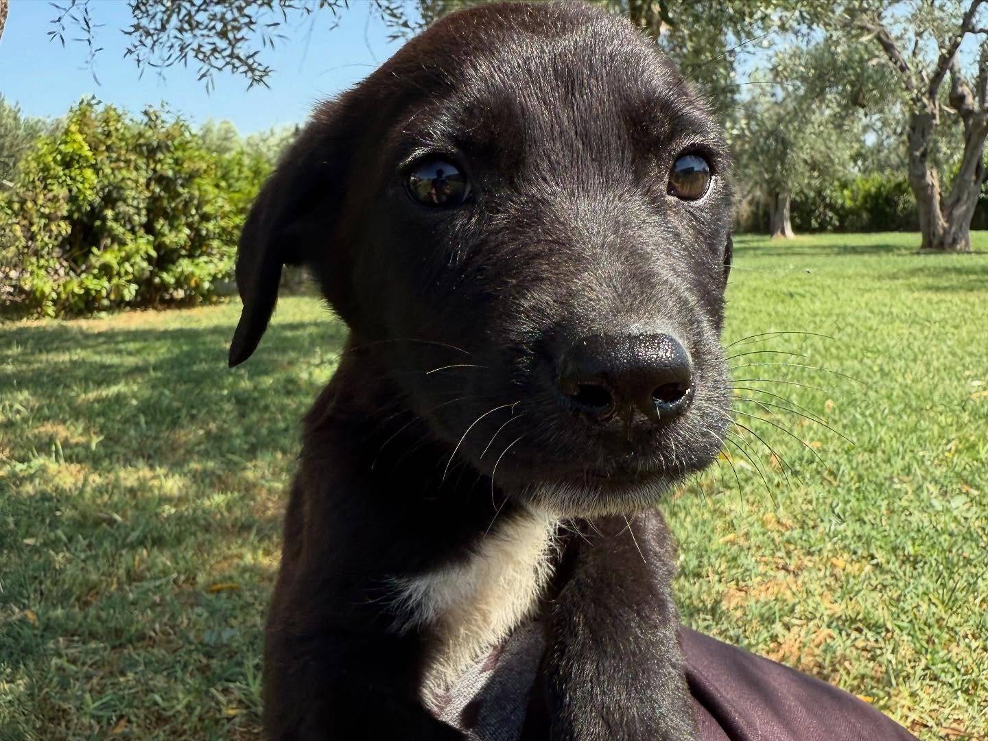 Adotta un cane, maschio, 2 mesi, Matera