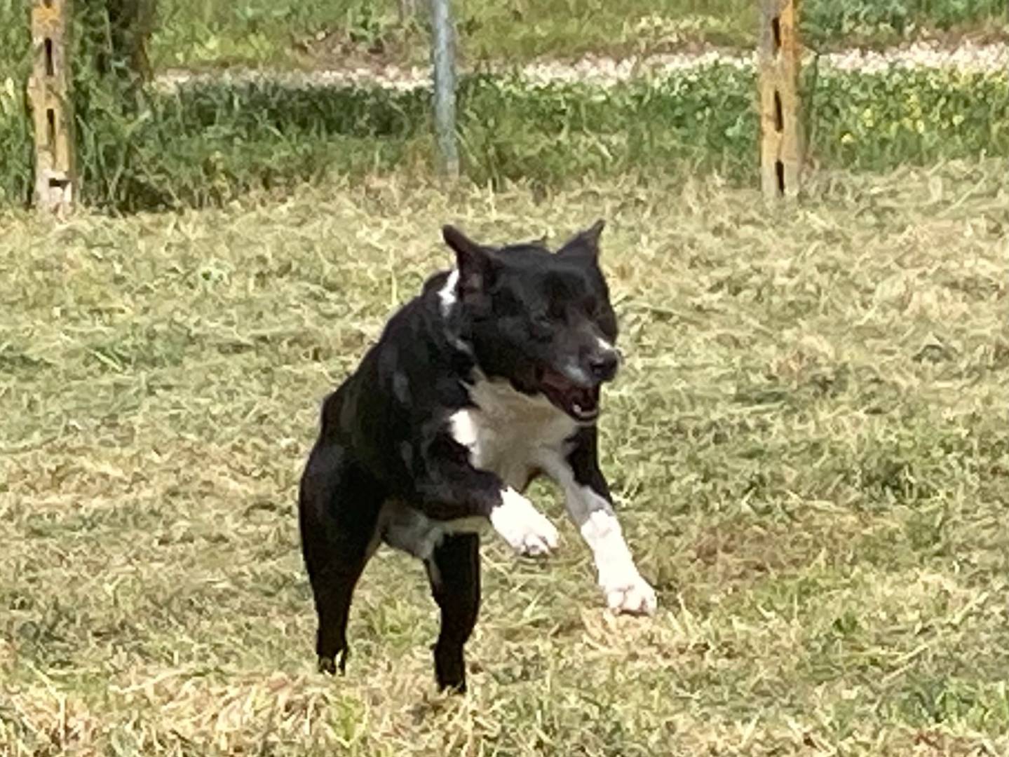 Adotta un cane, maschio, 3 anni  e 5 mesi , Roma