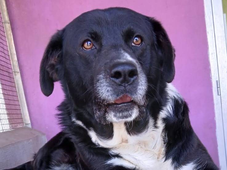 Adotta un cane, taglia media, maschio, Roma